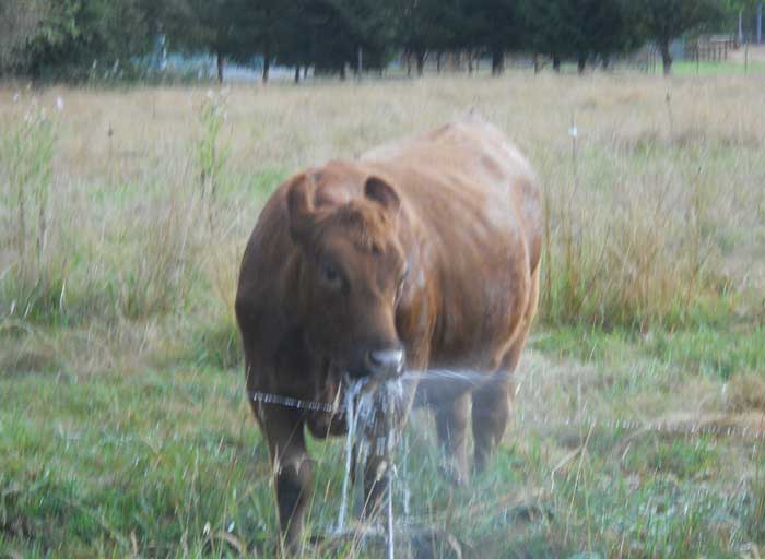 Swade Grass-fed Beef