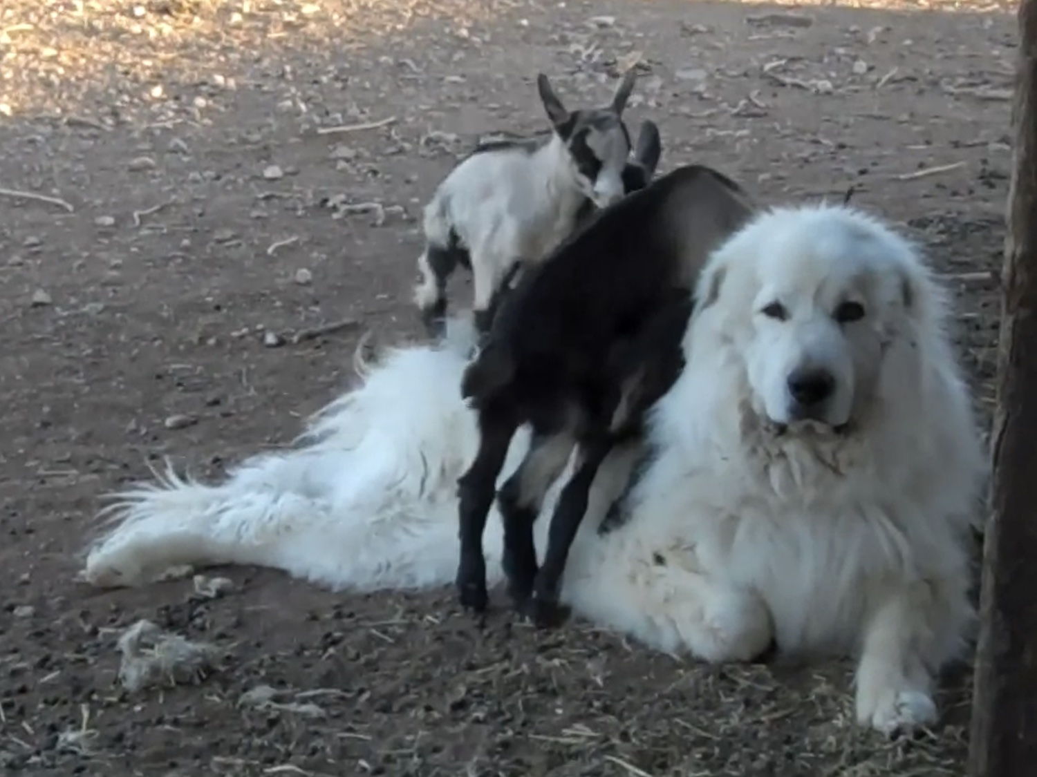 Baby Goats and the Guardian Dog