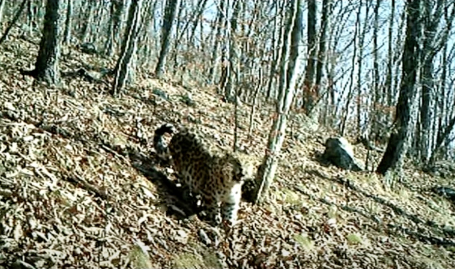 Spotted Family Reality Show: Rare Video of Amur Leopard Family