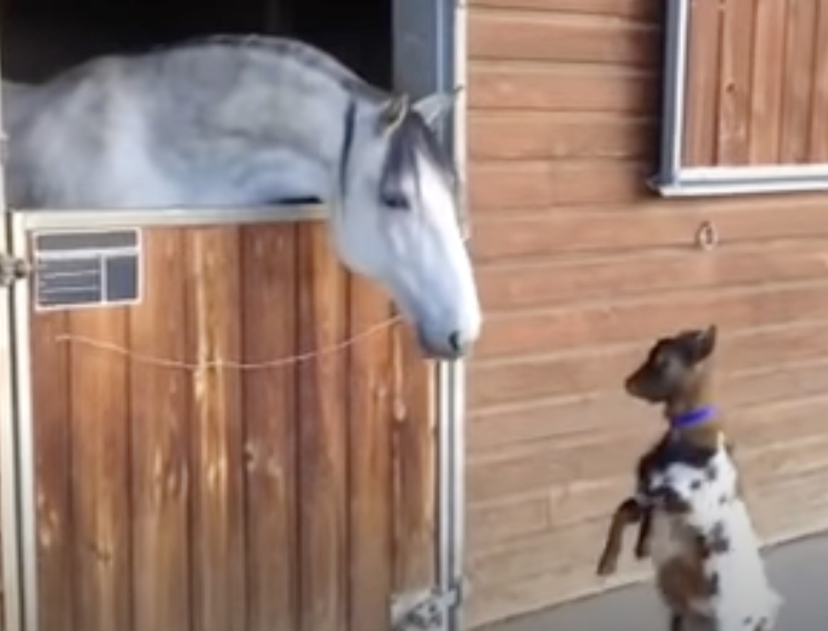 Baby Goat Really Wants to Head-butt His Horse Buddy