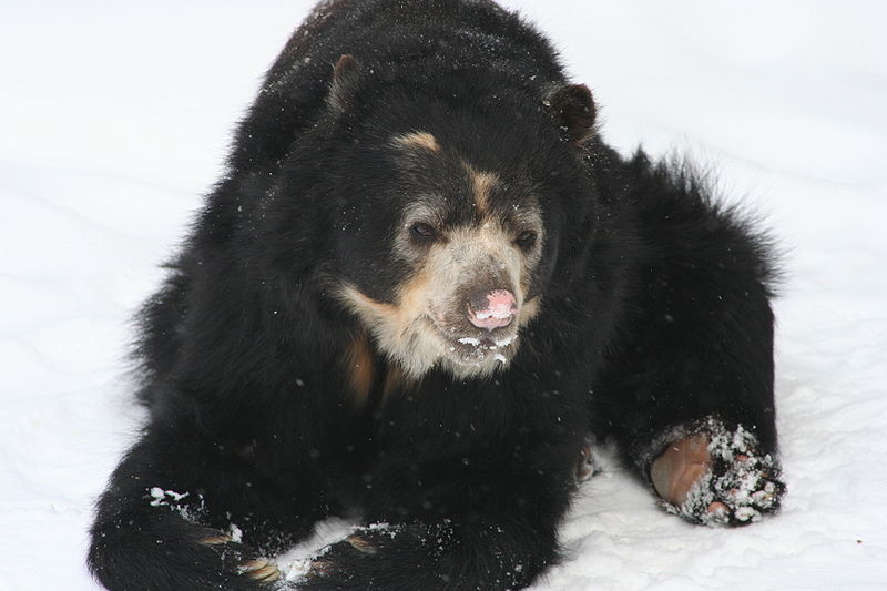 Meet the Spectacled Bear