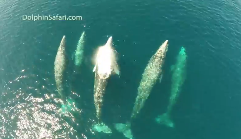 Drone Video of Five Gray Whales… Plus a Dophin Pod