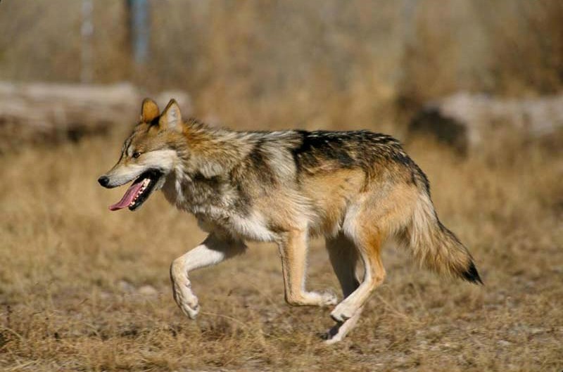 Meet the Mexican Wolf