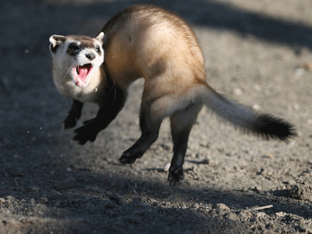 Meet the Black-Footed Ferret