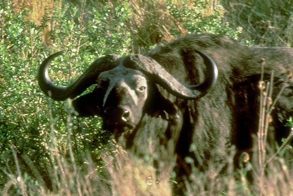 Meet the Cape Buffalo