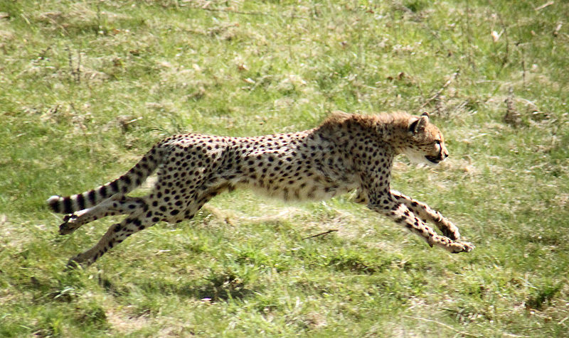 This Is Why You Can’t Outrun a Cheetah