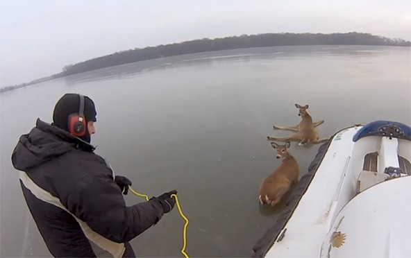 A Father, a Son, and a Hovercraft Help Two Deer Trapped on an Icy Lake