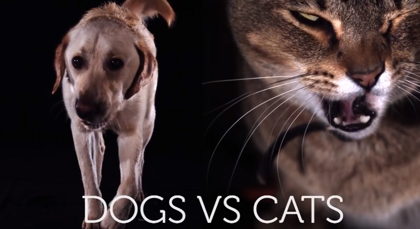 Cats vs Dogs: Drinking in Slow Motion