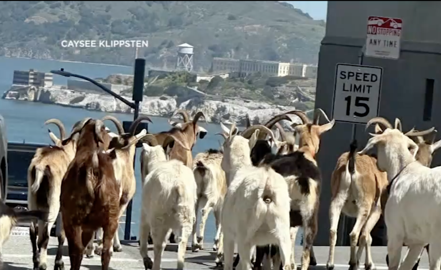 Goats on the Run… Again!