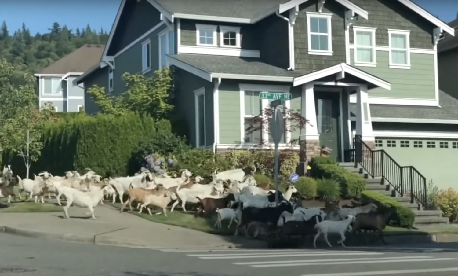Goats on the Run