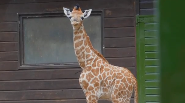 Rare Rothschild Giraffe Born in the UK