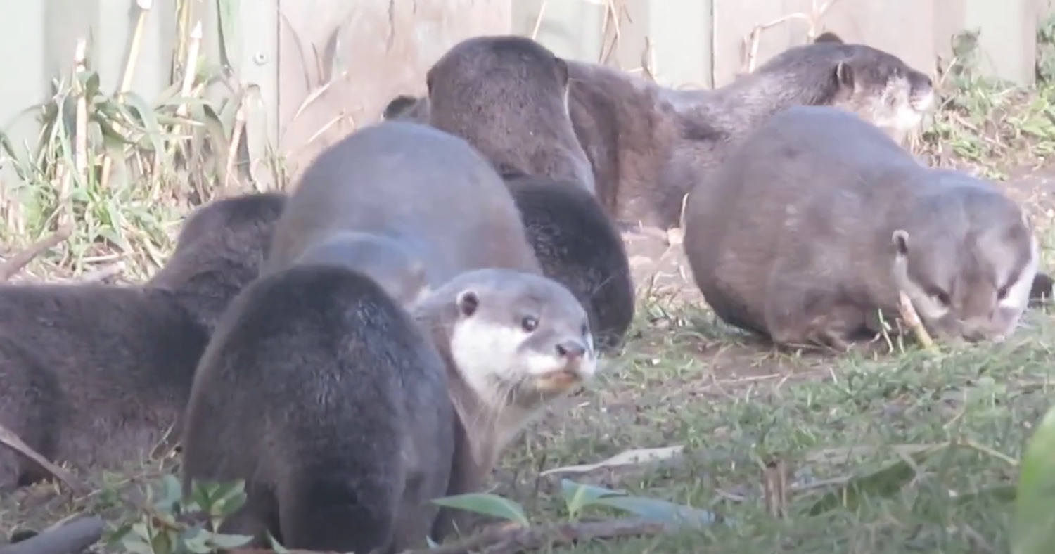 Happy Happy Baby Otters