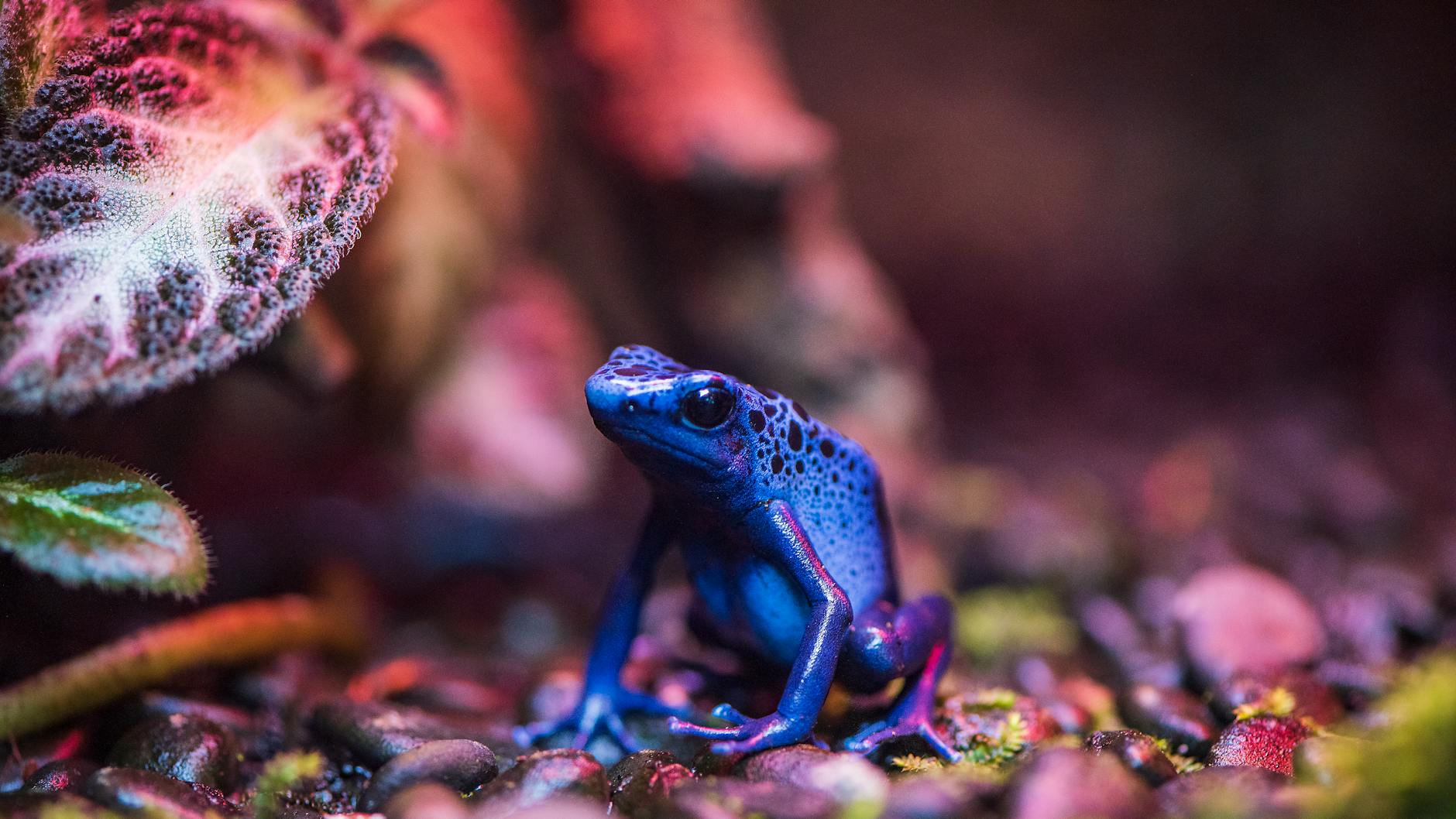 Meet the Poison-Arrow Frog