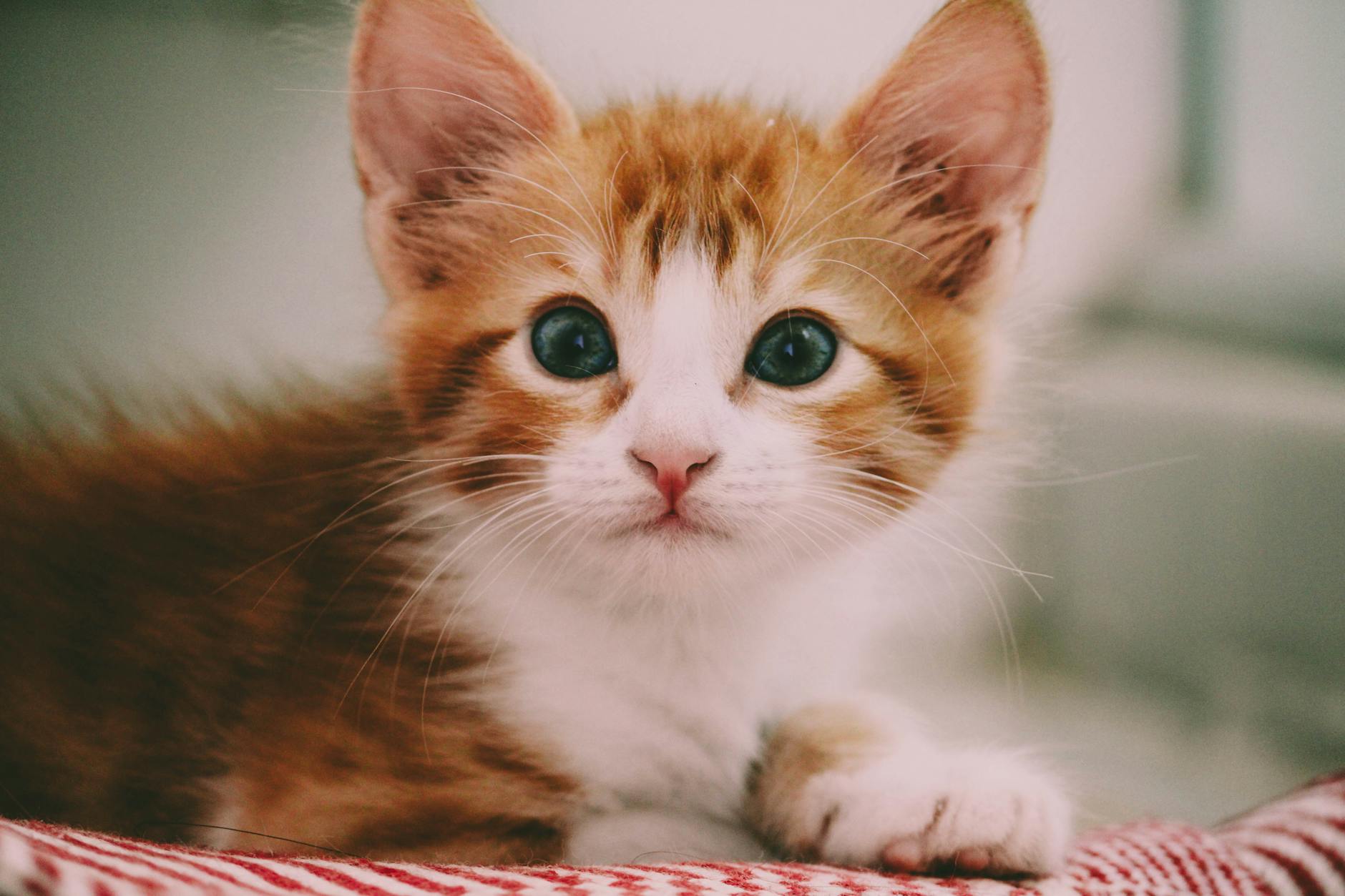 close up photography of brown and white kitten