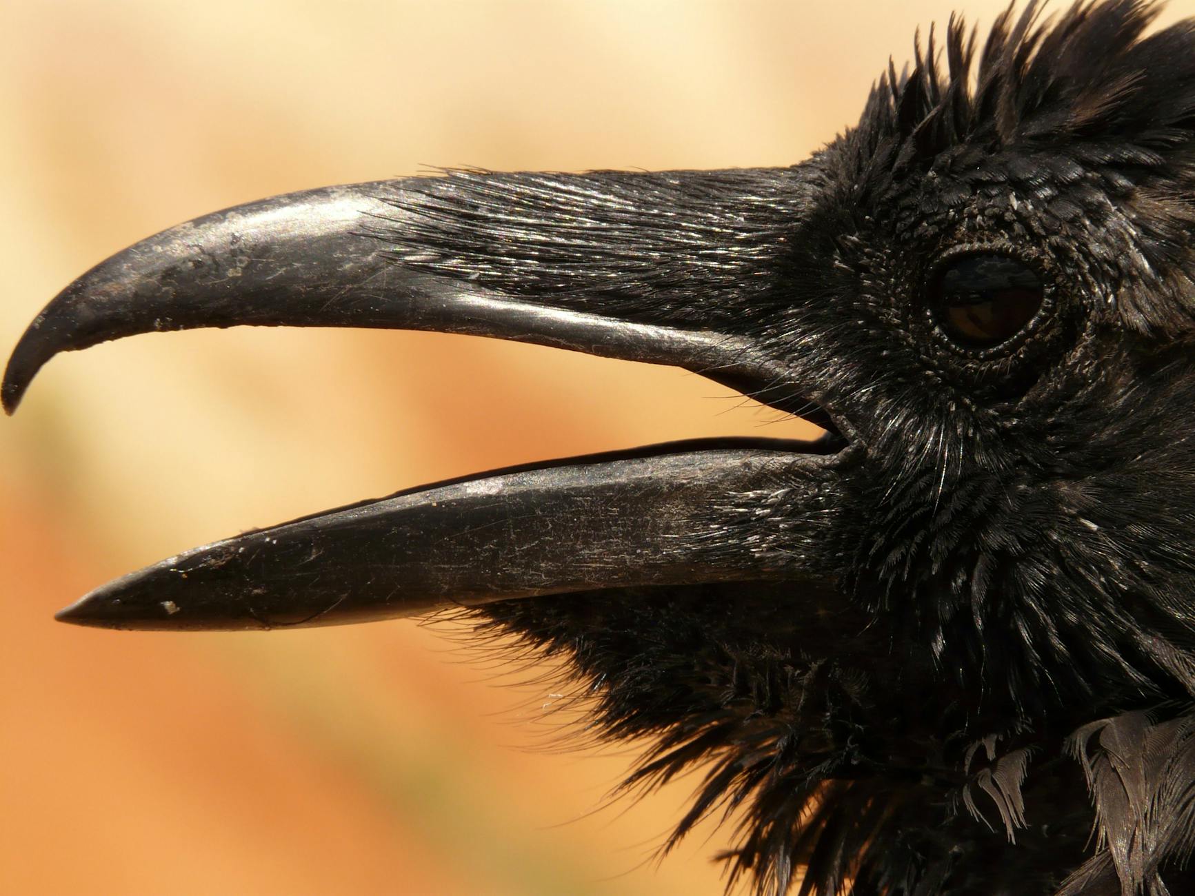 Wild Raven Asks for Help Removing Porcupine Quills from His Face
