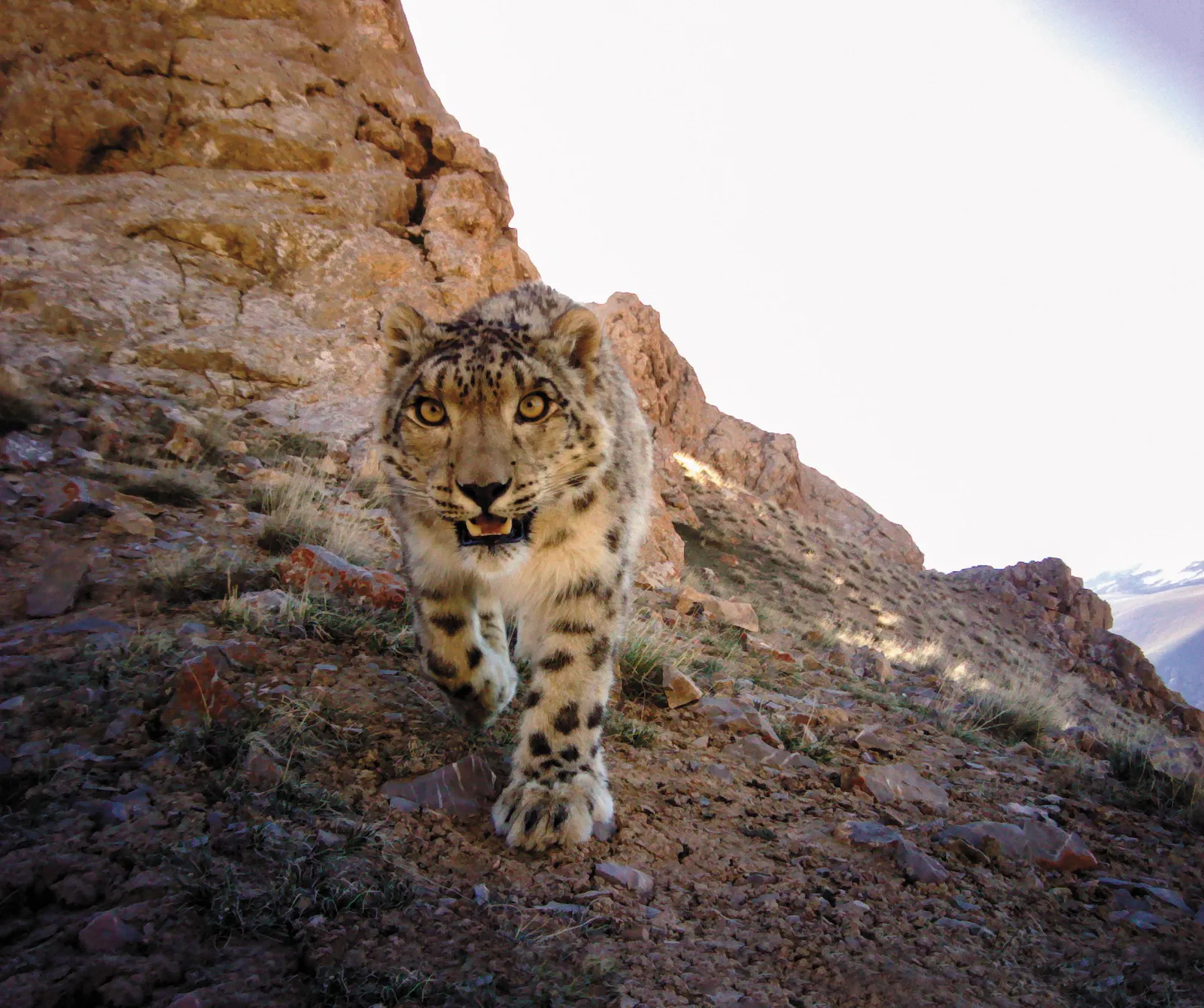 Book Review: Vanishing Tracks: Four Years Among the Snow Leopards of Nepal