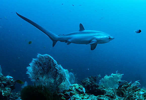 Meet the Common Thresher Shark