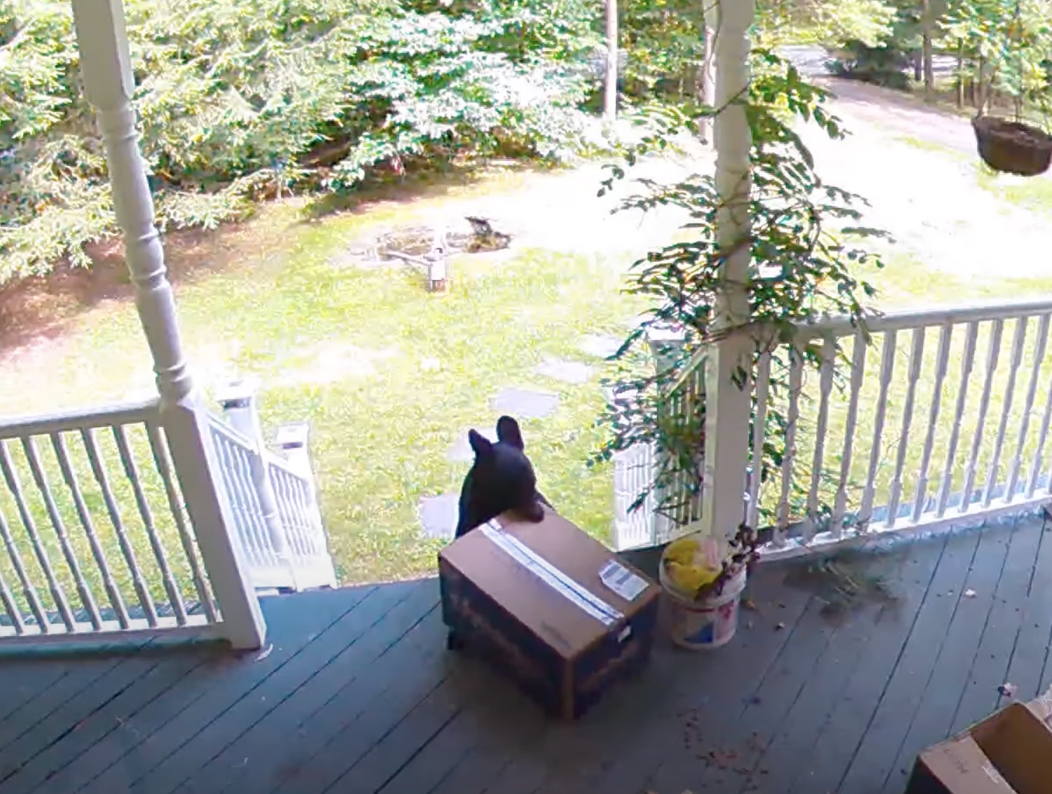 Bear Caught on Video Stealing Chewy Box Right Off the Porch