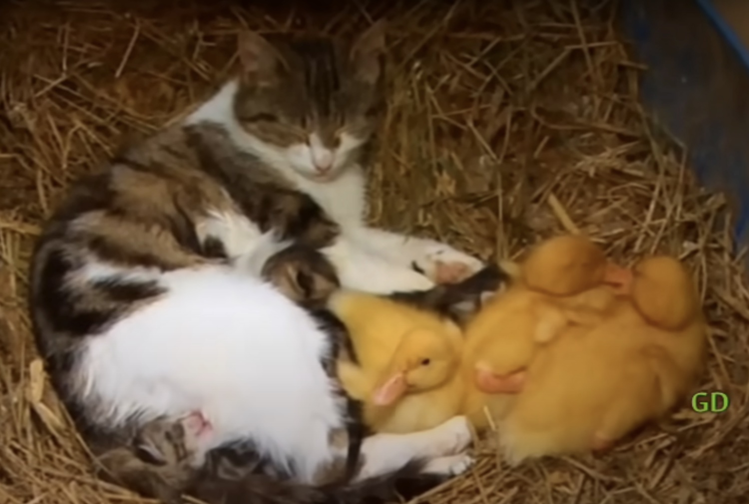 The Cat and the Ducklings