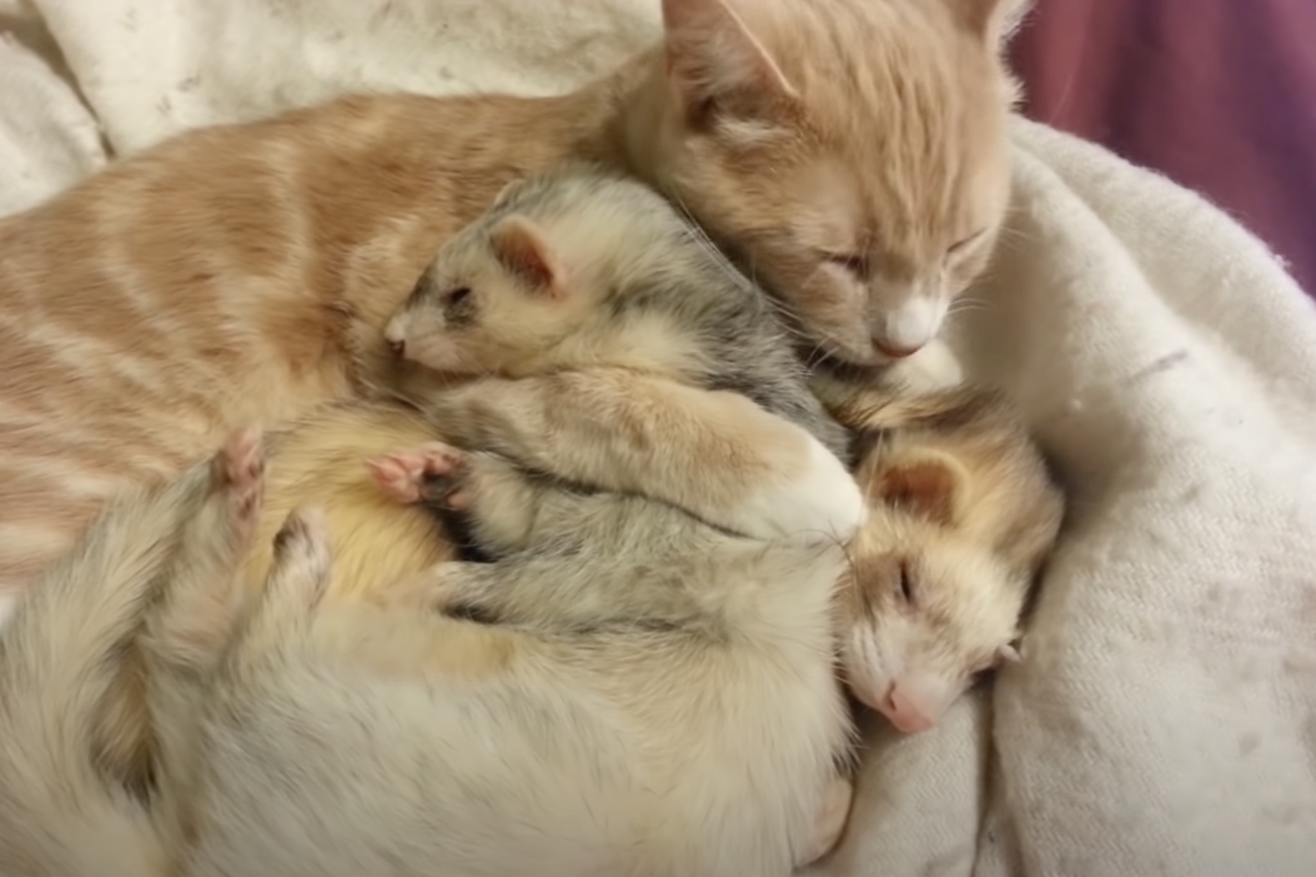 Cat & Ferrets Cuddle