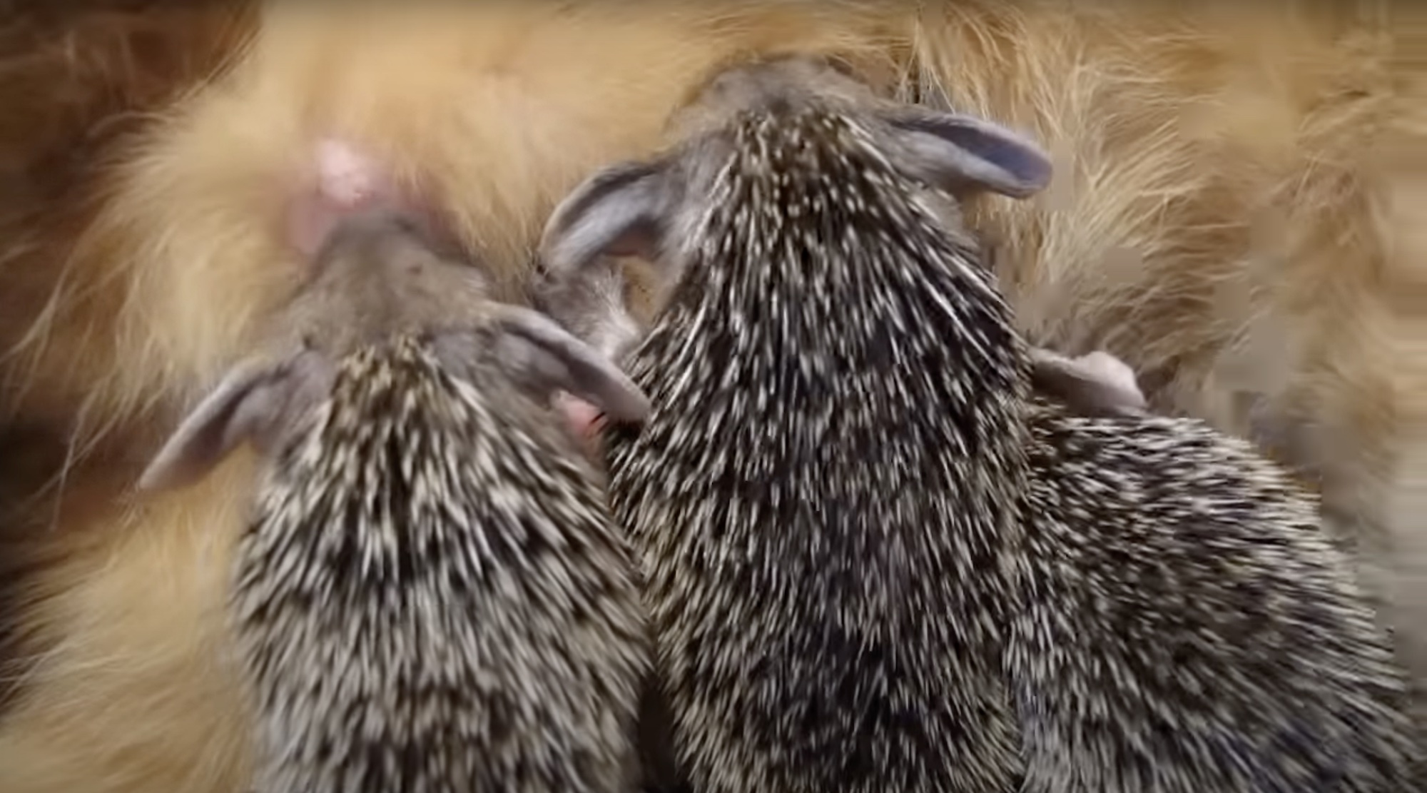 Cuteness Overload! Momma Cat Adopts Orphan Hedgehogs