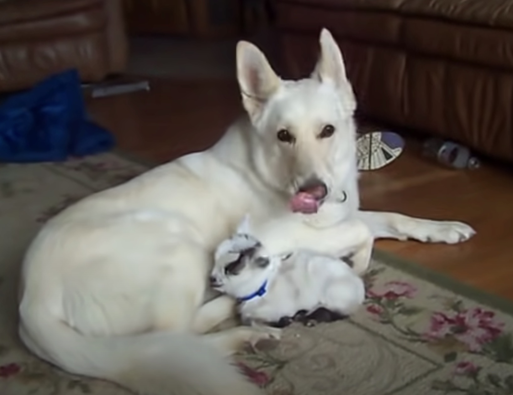 White German Shepherd Dog Cuddles Newborn Baby Goat