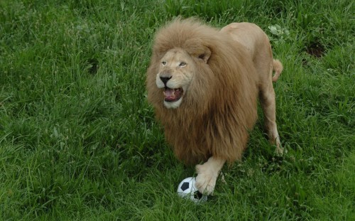 The Lion Who Loves to Play Football