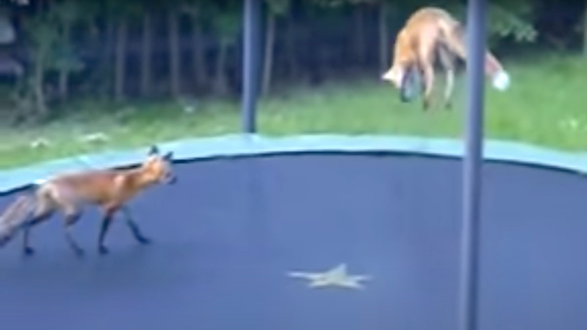 Boingity Boingity! Two Little Foxes and One Big Buffalo on a Trampoline