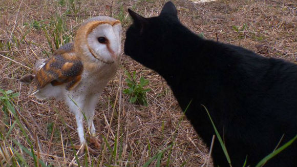 The Cat and The Owl