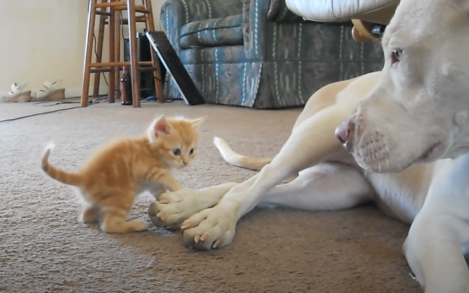Pittbull Meets New Kitten