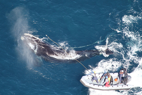 Endangered Right Whale Freed from Fishing Rope