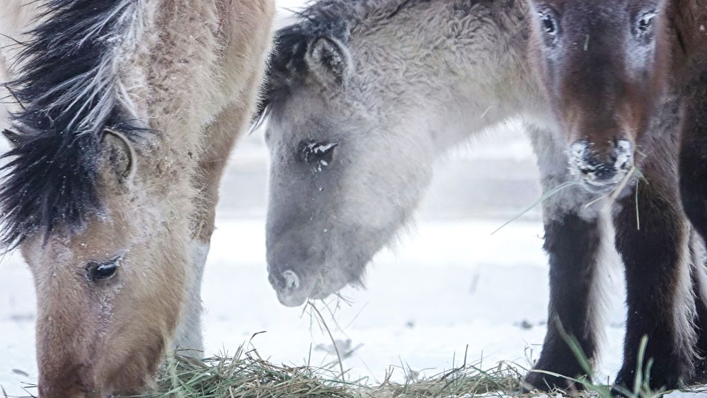 Meet the Yakutian Horse, Who Can Live at 94 Degrees Below Zero