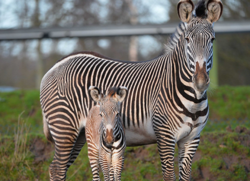 Isn’t She Adorable? Check Out Video of Newborn Endangered Zebra