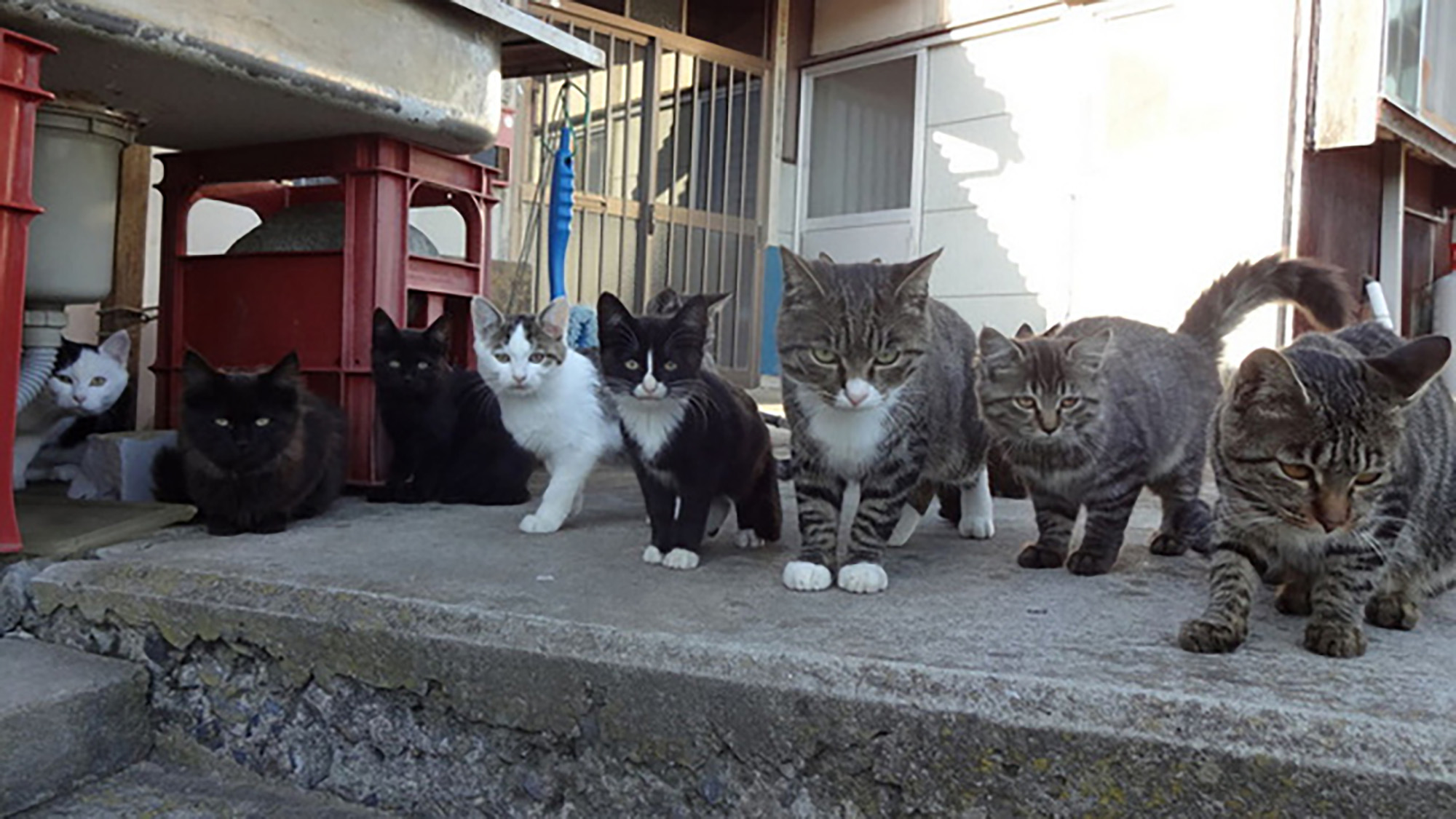 Beautiful Photos of Japan’s Purrfect Cat Islands