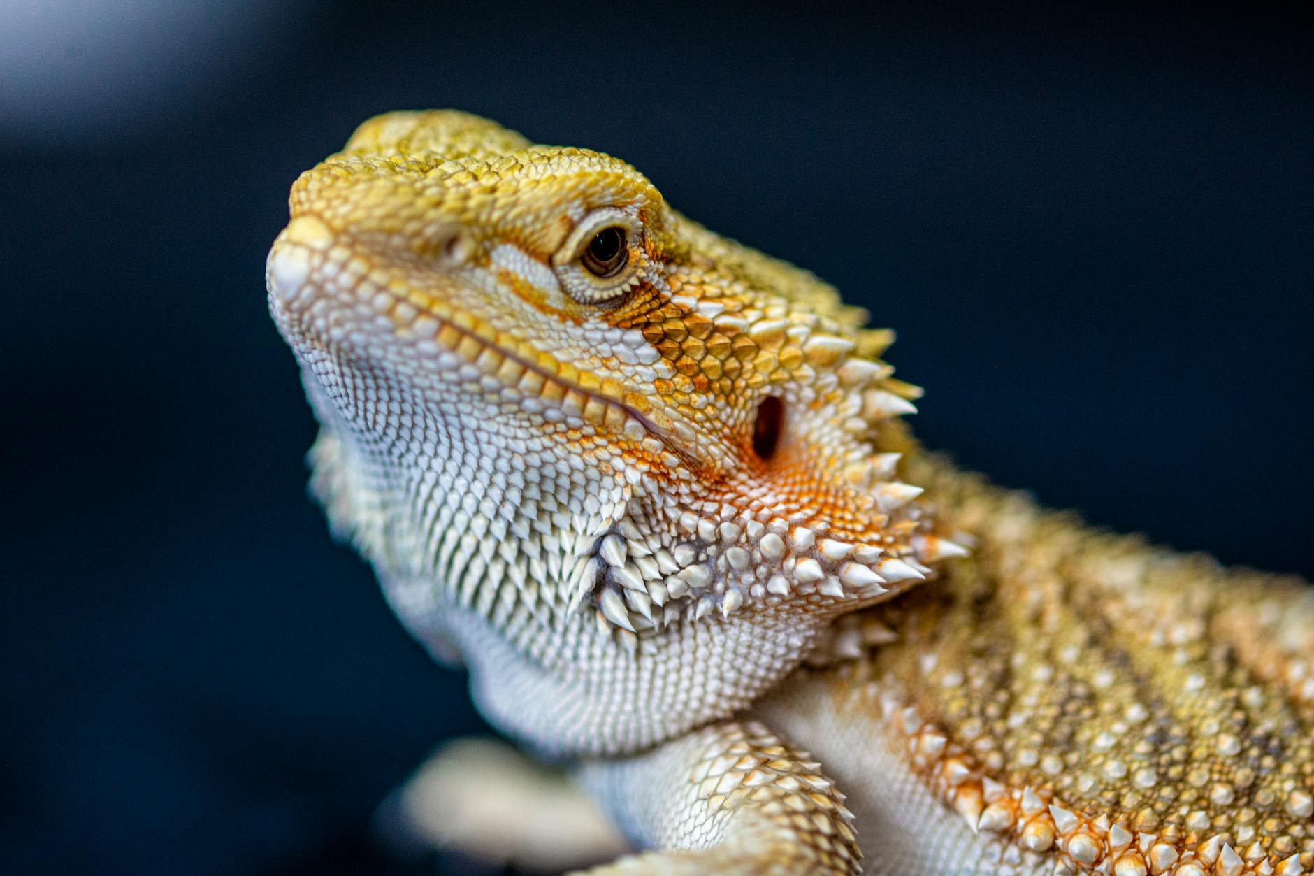 brown and white bearded dragon