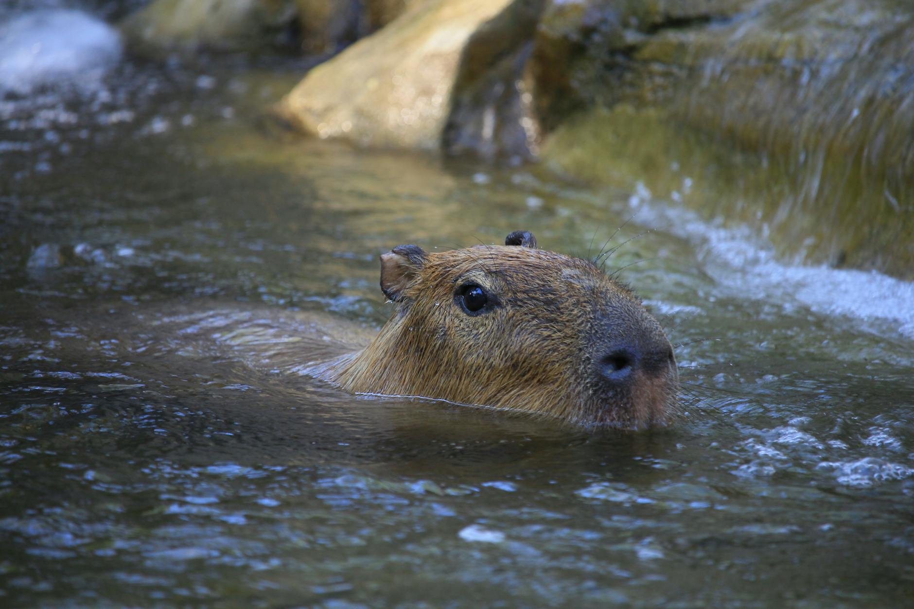 FAQ: Capybaras