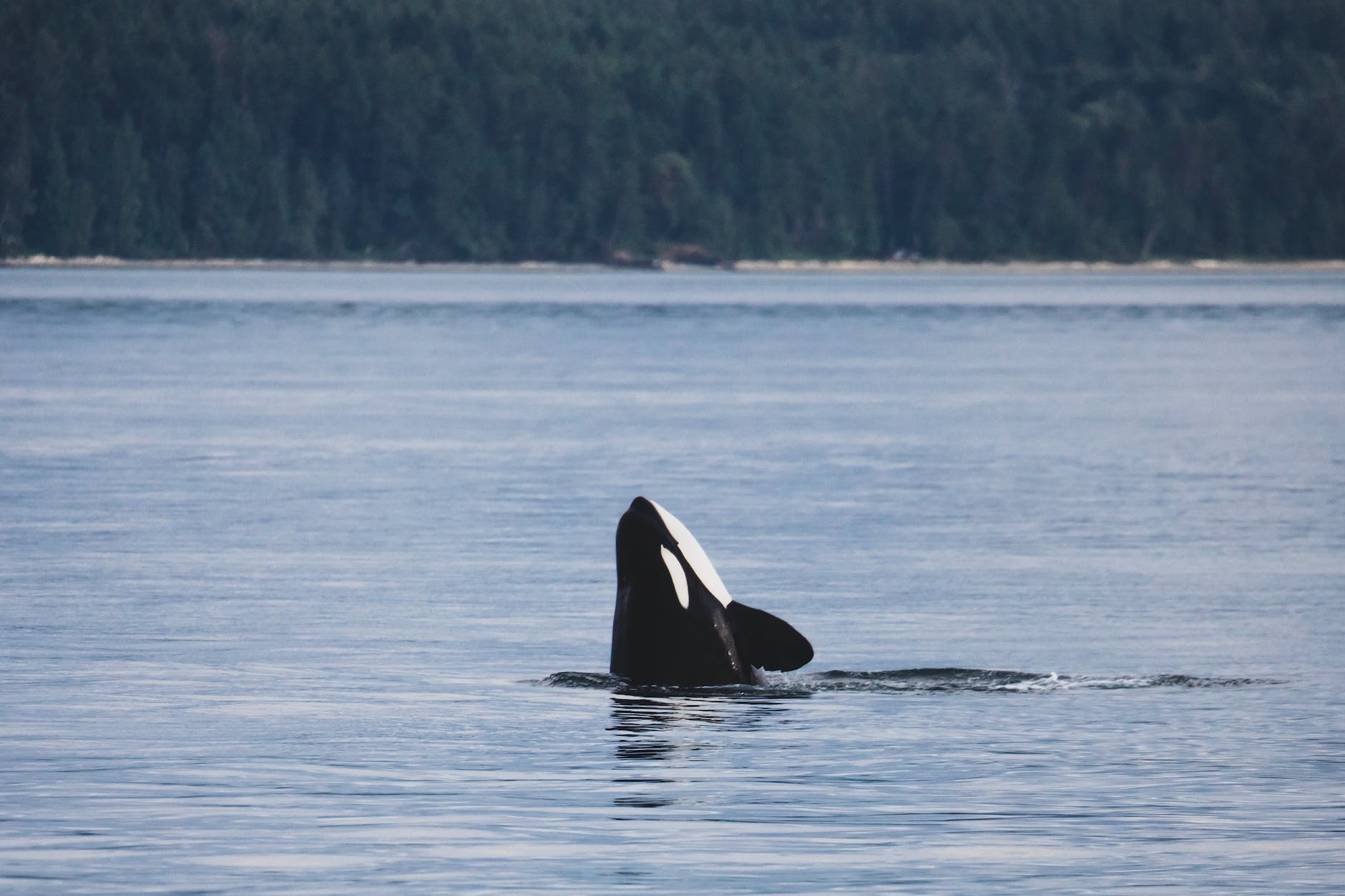 Southern Resident Orca Fact Sheet