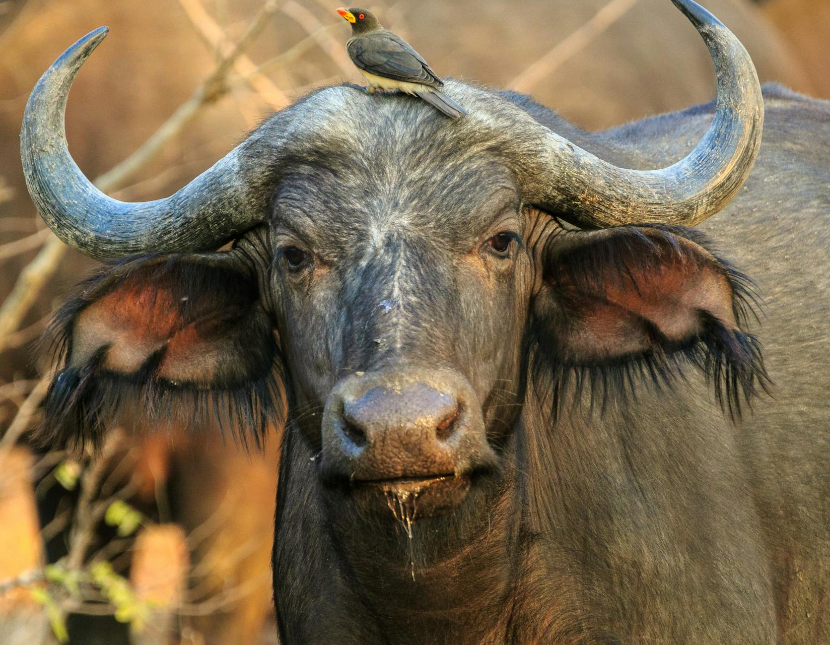 close up photography of buffalo