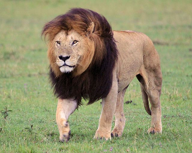 FAQ: What Do the Colors and Thicknesses of Lions’ Manes Mean?