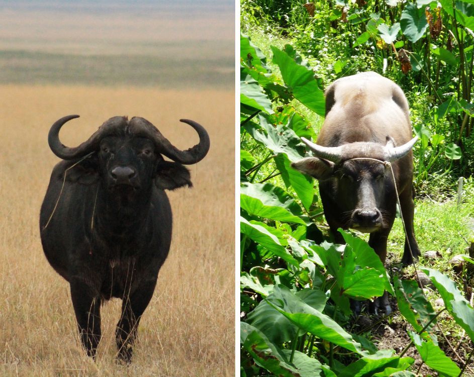 cape buffalo vs water buffalo