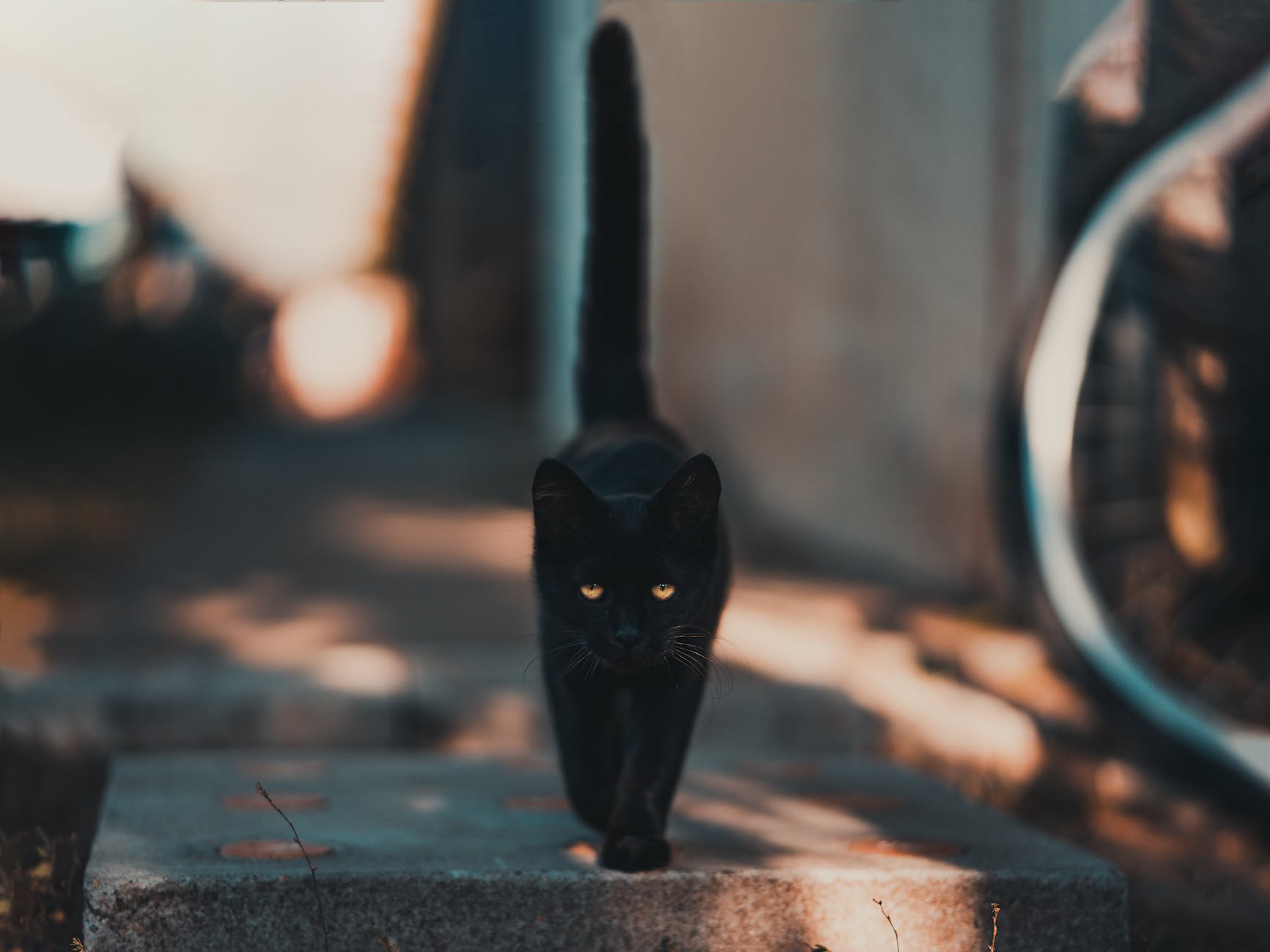 Black Cat Crossing Your Path?