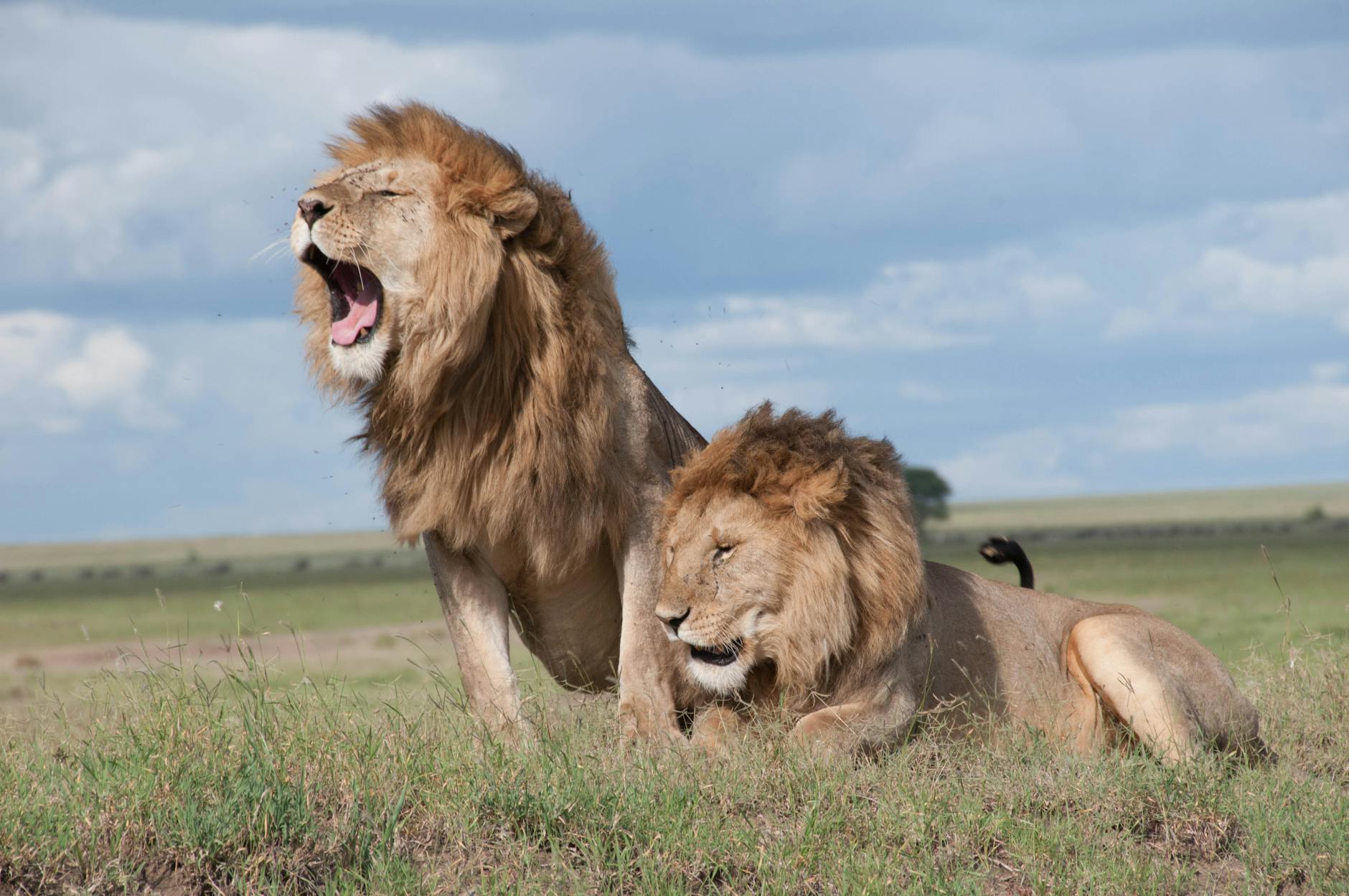 Did You Know These Things About Lions?
