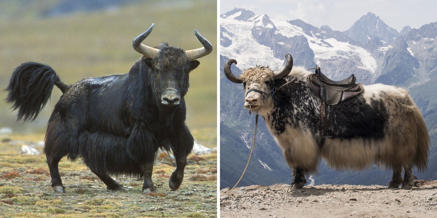 Domestic Yak vs. Wild Yak: What’s the Difference?
