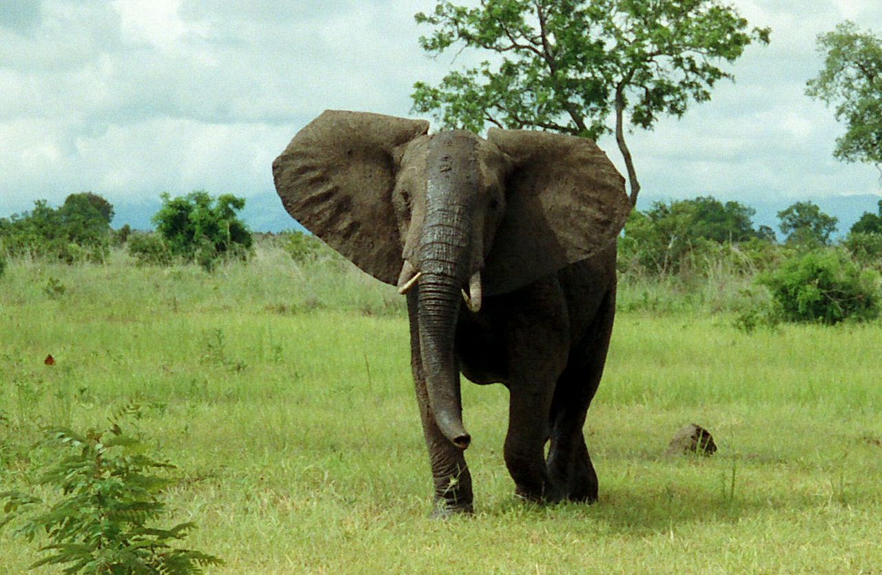 Elephant Ivory Sales Finally Banned in U.S.