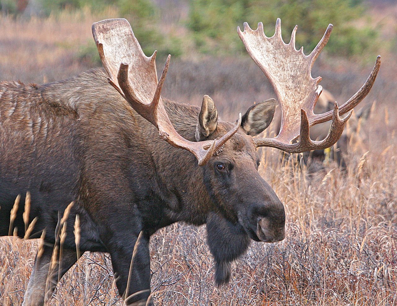 FAQ: Moose