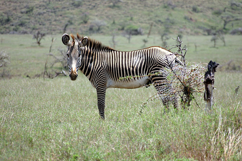 Meet the Grevy’s Zebra