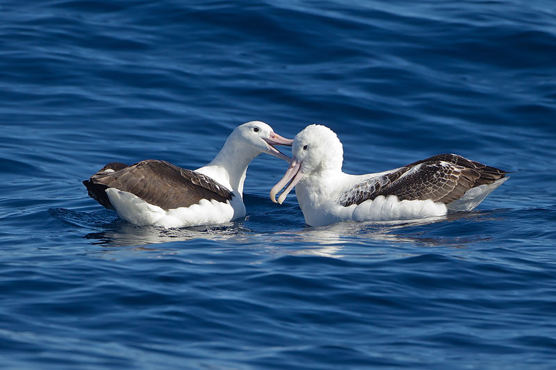 Southern Royal Albatrosses (Diomedea epomophora)  East of the Tasman Peninsula, Tasmania, Australia Photo by JJ Harrison