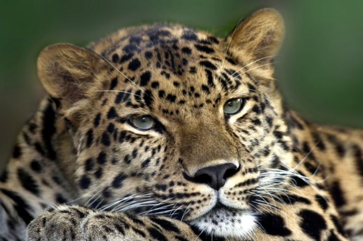 Meet the Amur Leopard - AnimalPages
