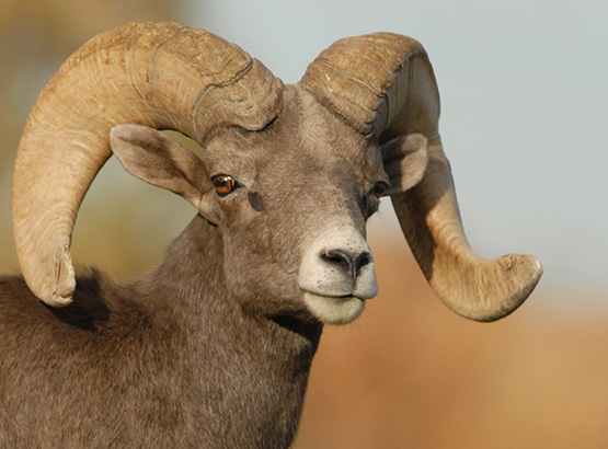 FAQ: Desert Bighorn Sheep
