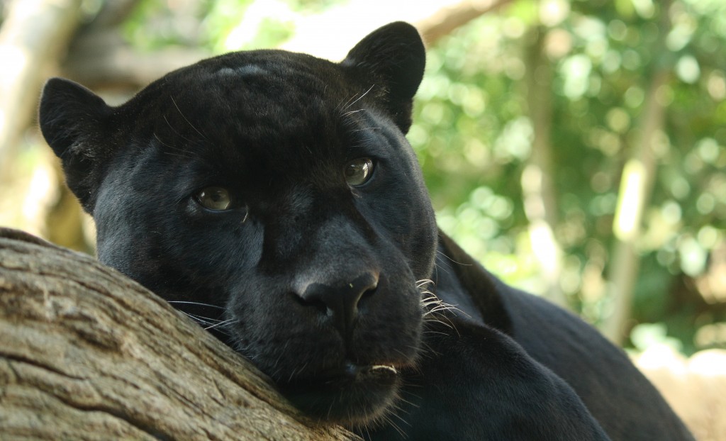 FAQ: Black Panthers